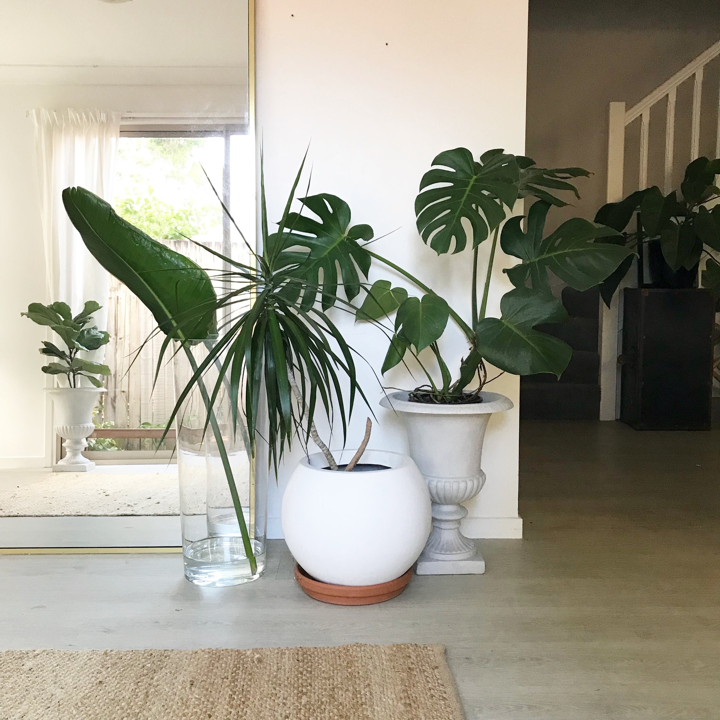 The benefits of plants in your home and your skin health