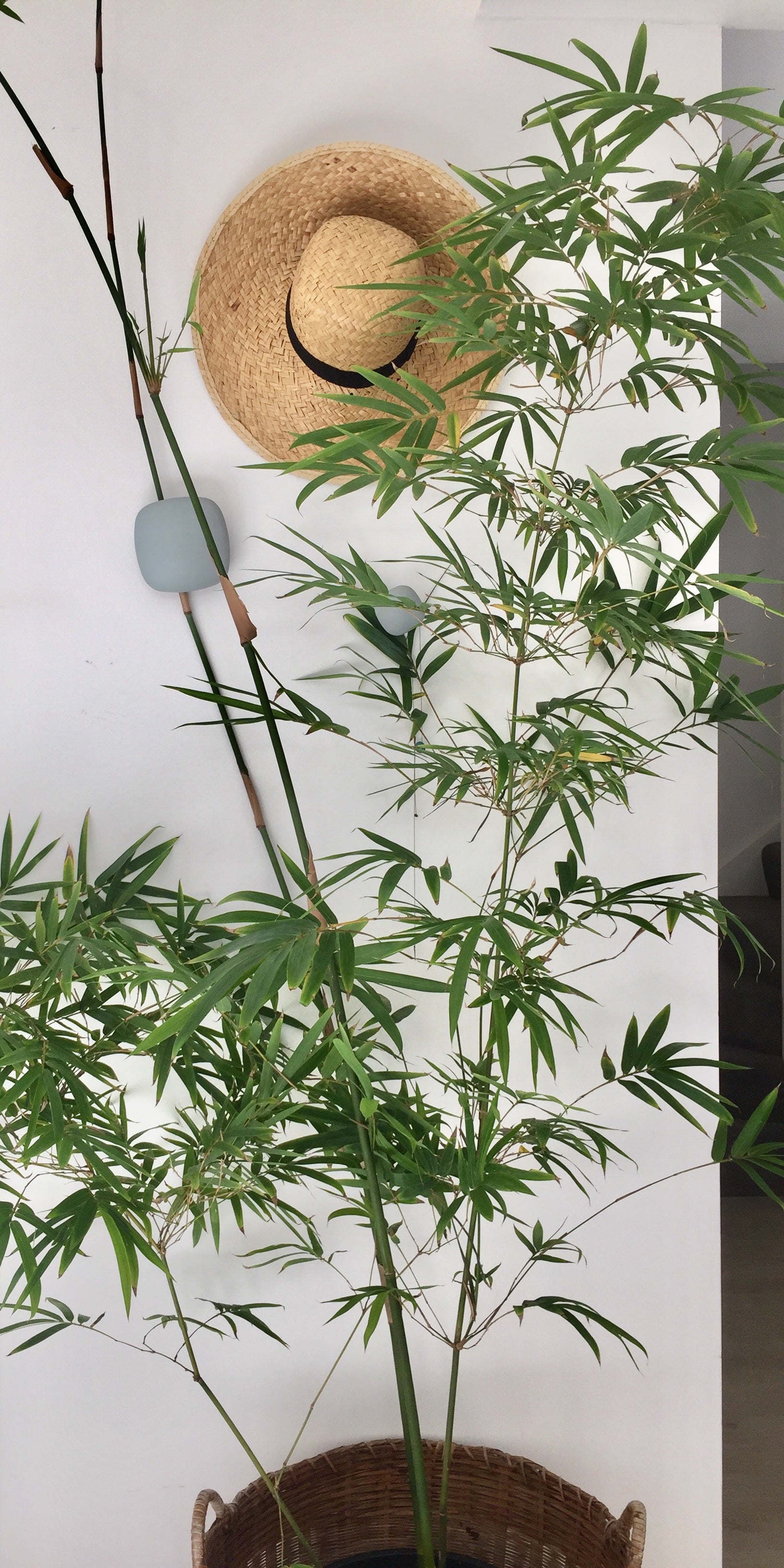 The Foundations of Feng Shui